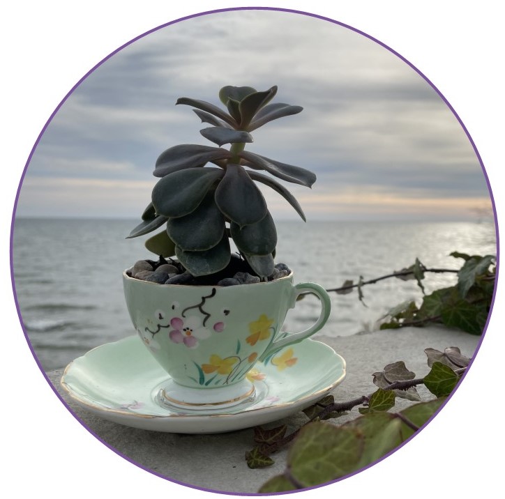 A pretty succulent is shown planted in a china teacup.