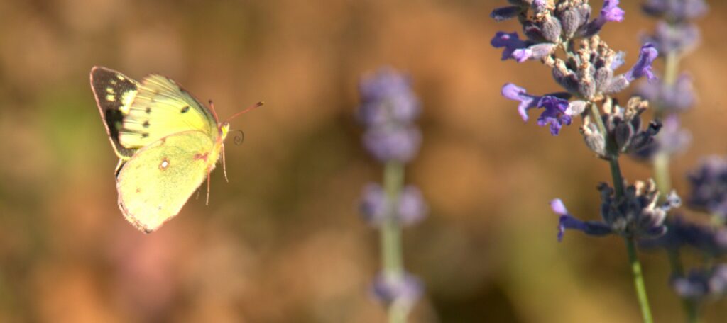 A yellow butterfly approaches a sprig of lavender.